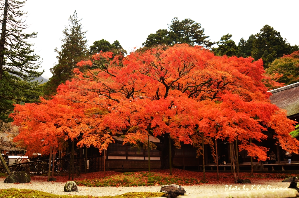 雷山千如寺　12.11.11