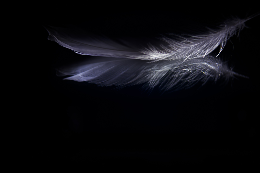 -feather-