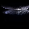 -feather-