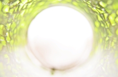 メロンを覗いて