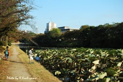 虫捕り少年たち