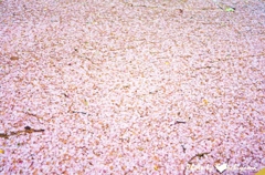 桜の花びらコラージュ