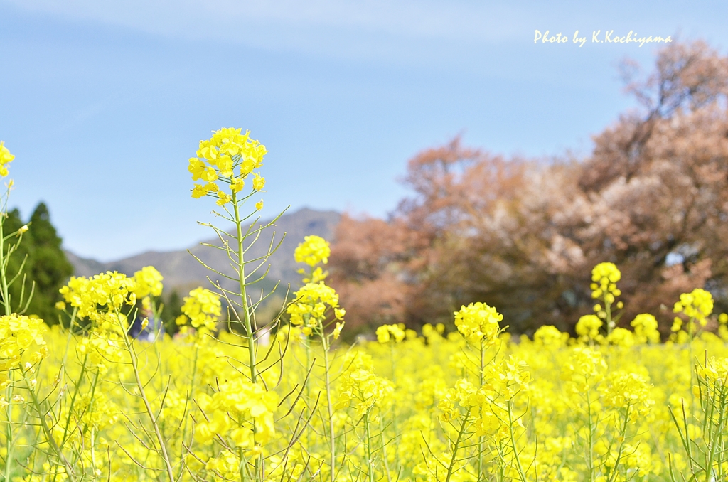 ☆あたしがいちば～ん☆