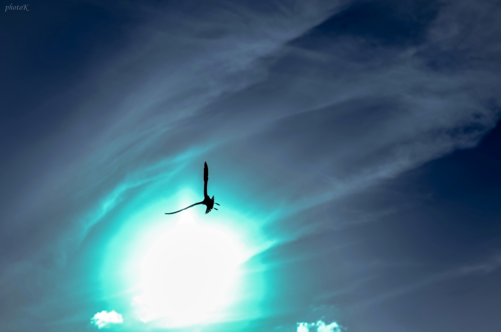 plasma bird【プラズマバード】