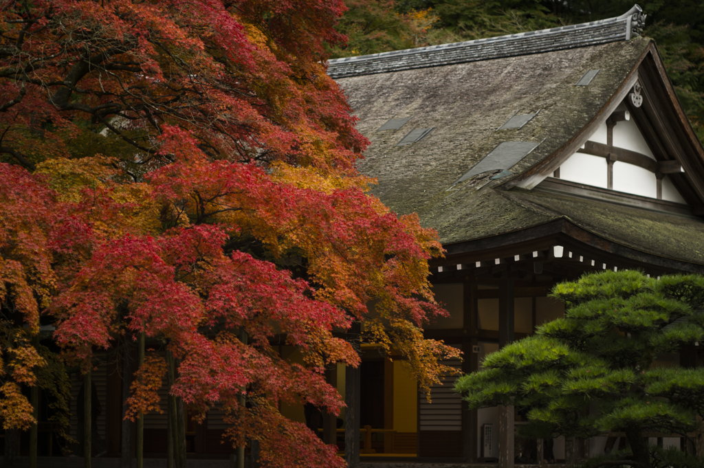 Japanese autumn