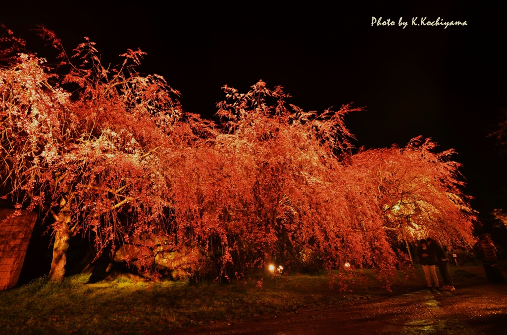 枝垂れ桜にのまれて