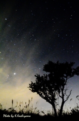 草木の夜更かし
