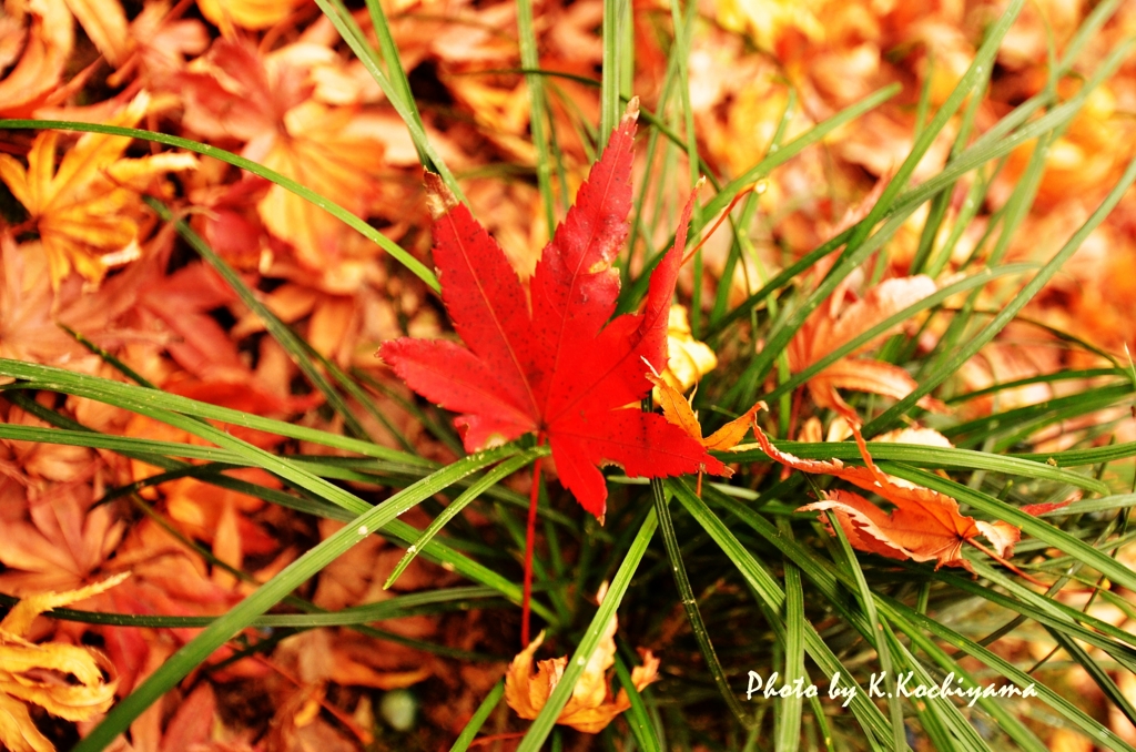 紅葉、地面に咲く