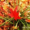紅葉、地面に咲く