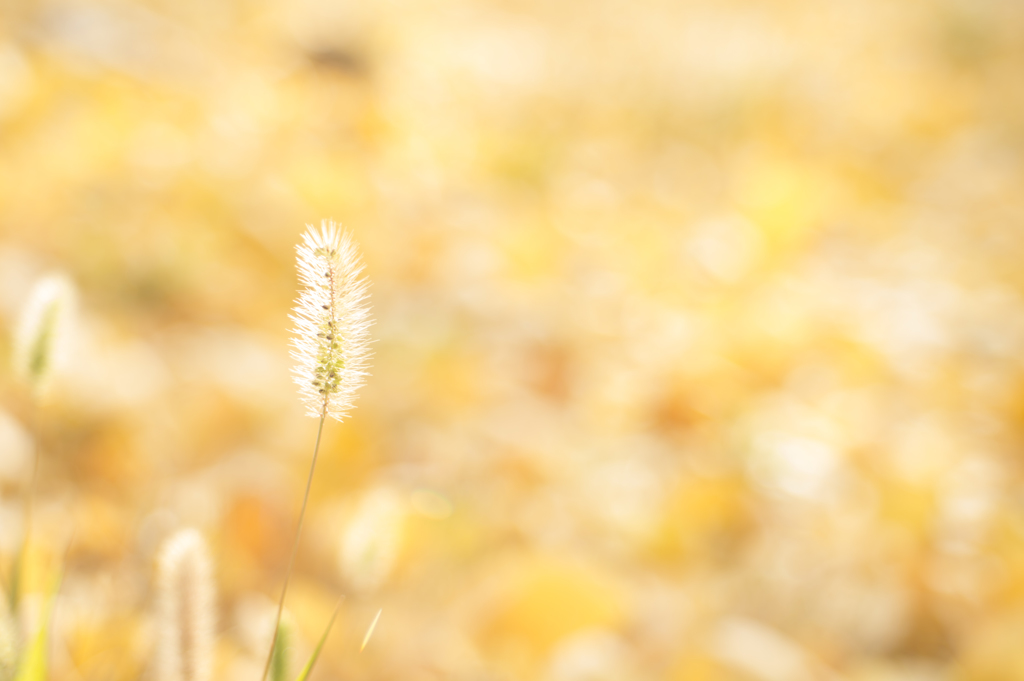 冬のつかの間の陽差しに華やぐ