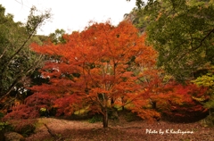 御船山楽園5　12.11.21