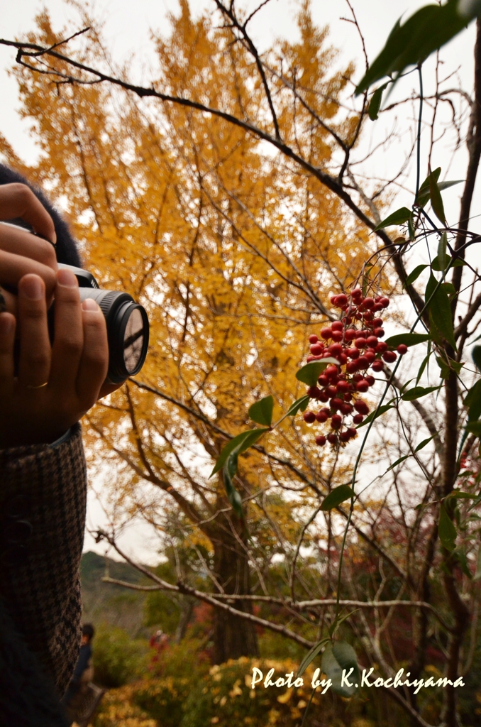 狙われた赤い実
