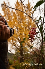 狙われた赤い実