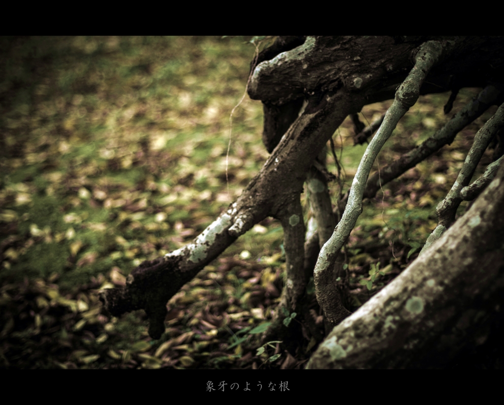 舞鶴公園スナップ♯1