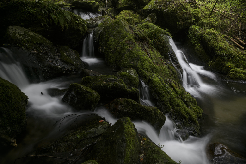 水と苔の王国