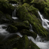 水と苔の王国