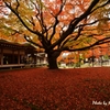 雷山千如寺　12.11.11