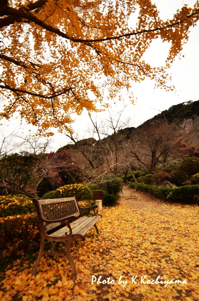 黄色の屋根、黄色の絨毯