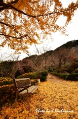 黄色の屋根、黄色の絨毯