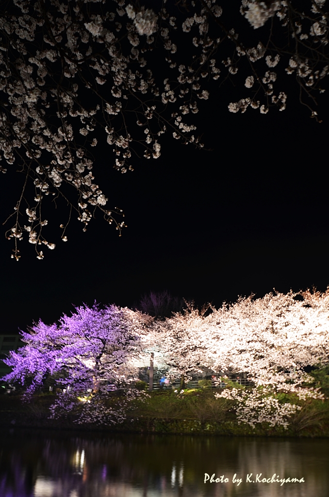 空には満天の桜星が・・・