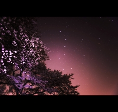 桜の天体観測、星の花見