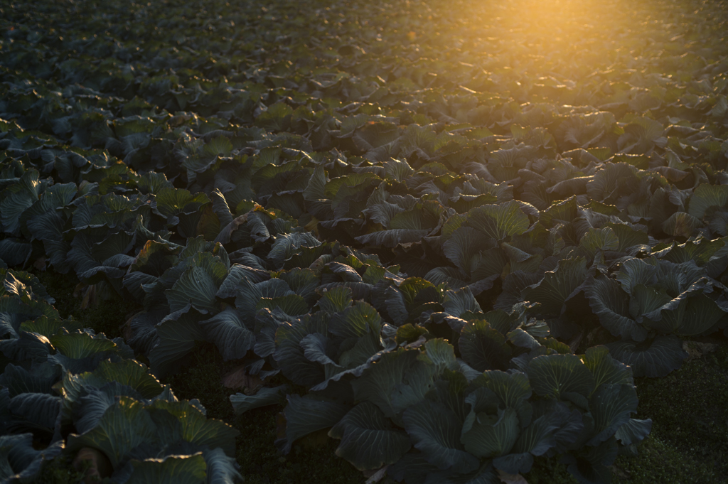 cabbage＆sunlight