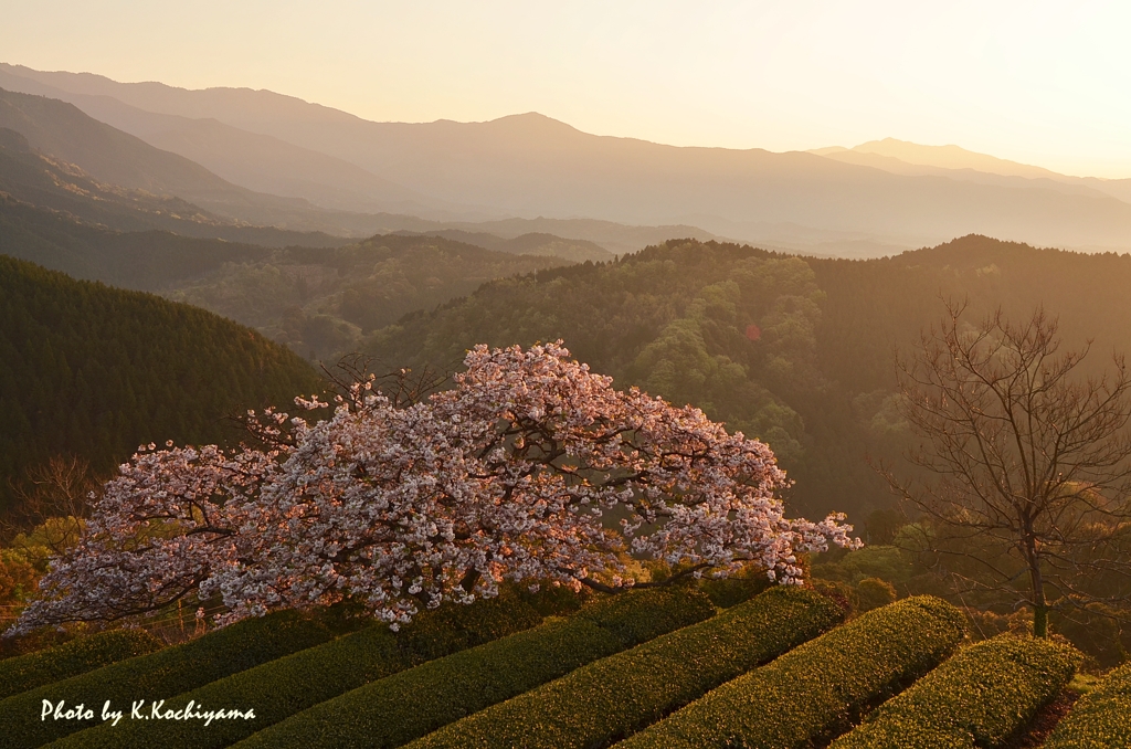 天空の桜　～朝陽にて燃ゆ～