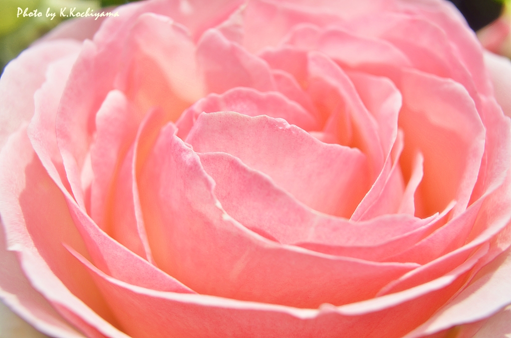 pinkキャベツ