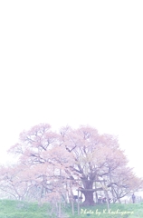 夢桜