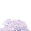 夢桜