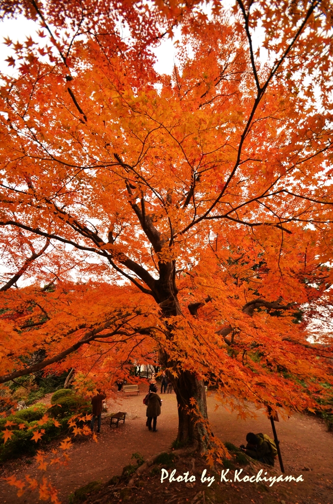 御船山楽園3　12.11.21