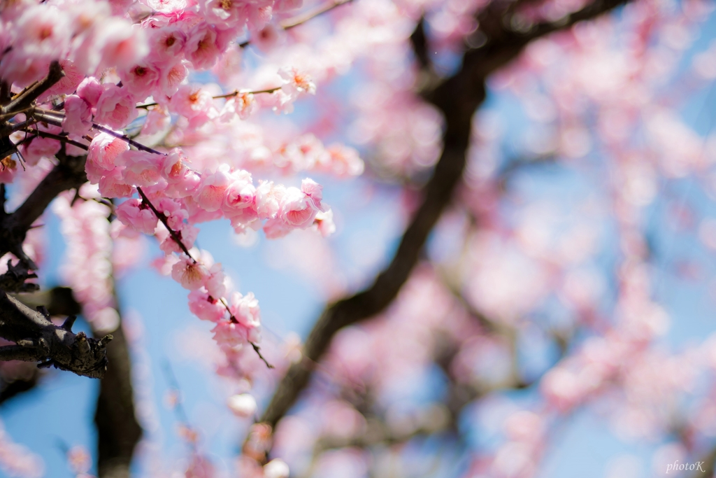 spring have come?