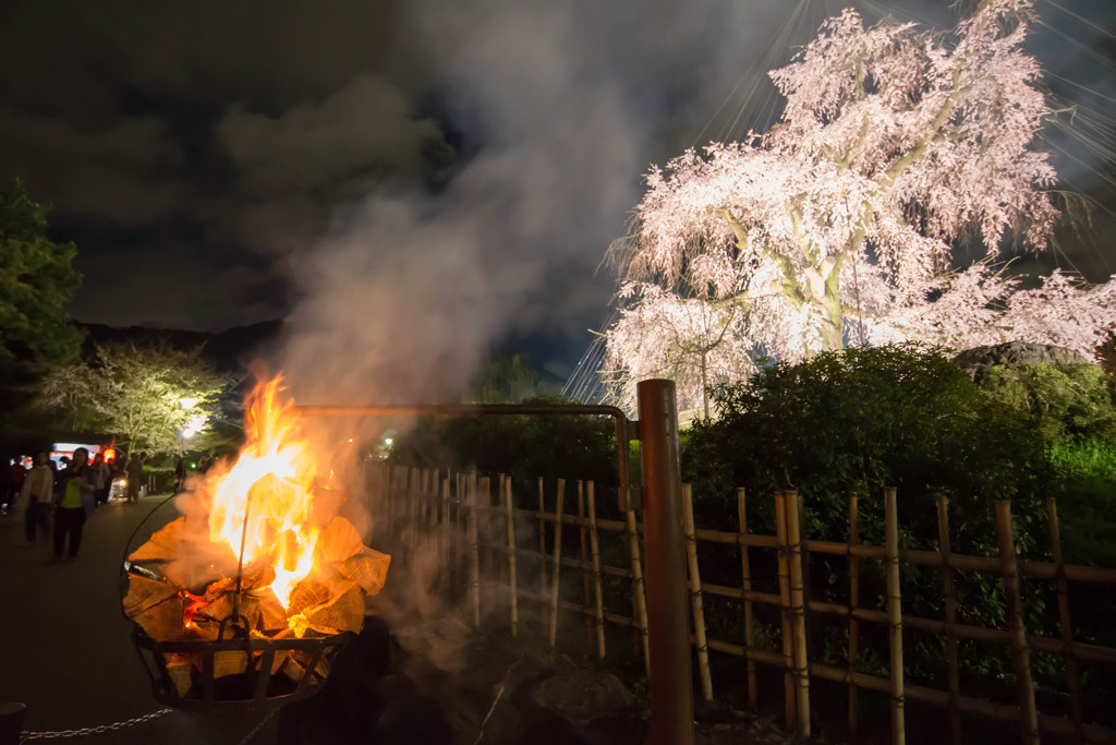 かがり火と夜桜