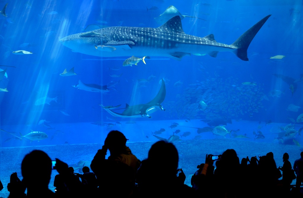 ｔｈｅ・水族館