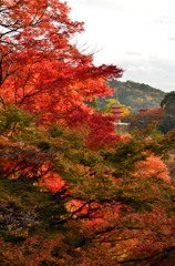 清水寺の紅葉