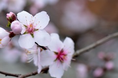 ◆アーモンドの花◆