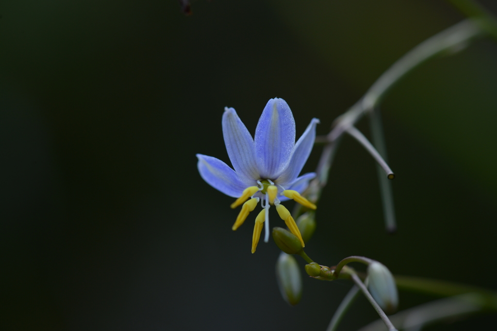 Tiny flower