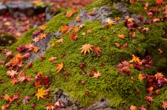 苔岩紅葉。