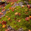 苔岩紅葉。