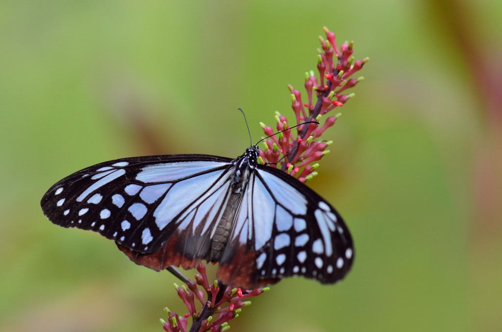 Chestnut Tiger