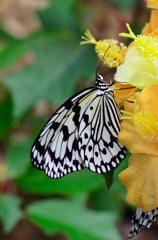 Rice Paper Butterfly