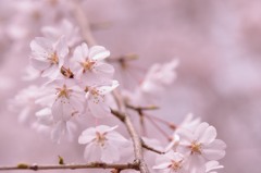 桜×桜色