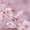 桜×桜色