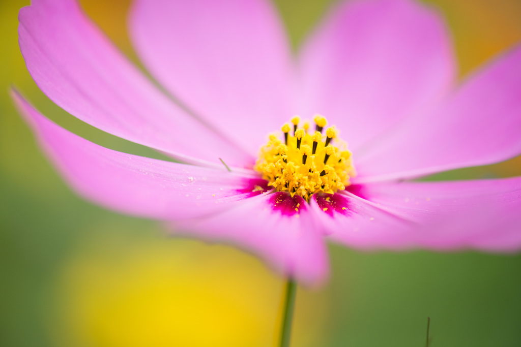 鮮色　（秋桜）