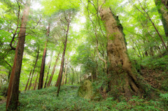 woods