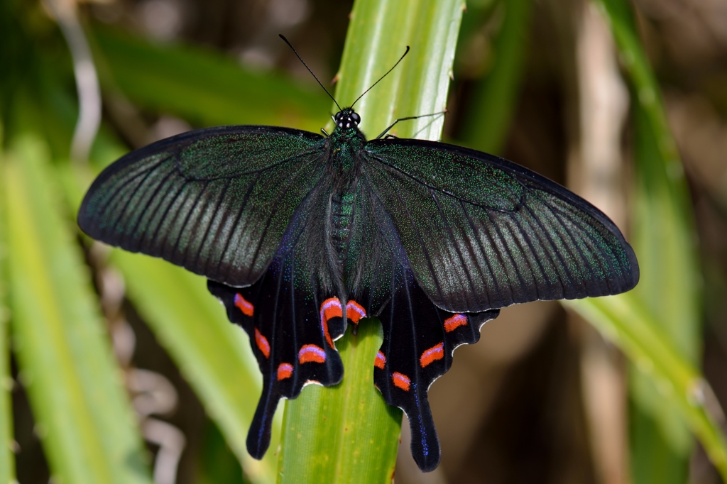 蝶標本 オキナワカラスアゲハ ペア - 昆虫用品