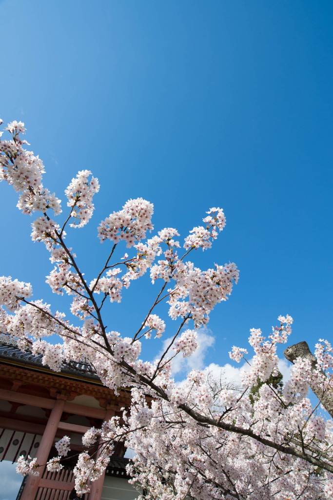 春の匂い