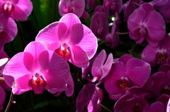 Orchid