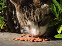 ねこ