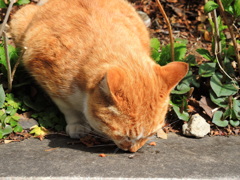 ねこ